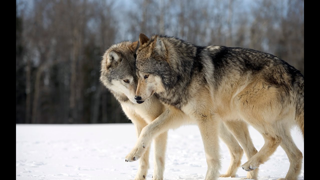 Funny Animals-2 2013