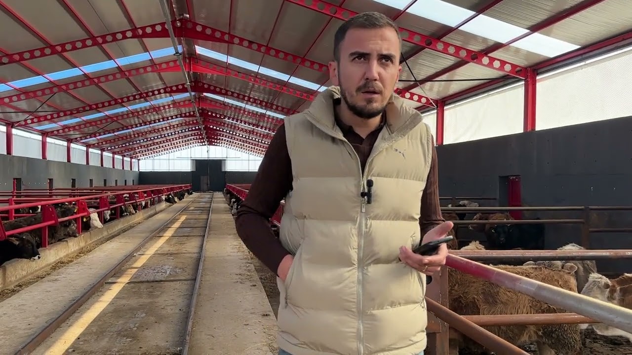İnek mi para kazandırır dana mı?Hayvanların iç parazit ilaçlarını yaptık. #farmer #farming #f1 #farm