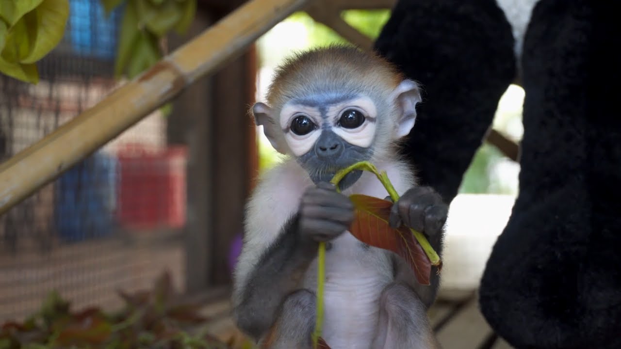 Baby douc langur monkey rescued from the illegal wildlife trade