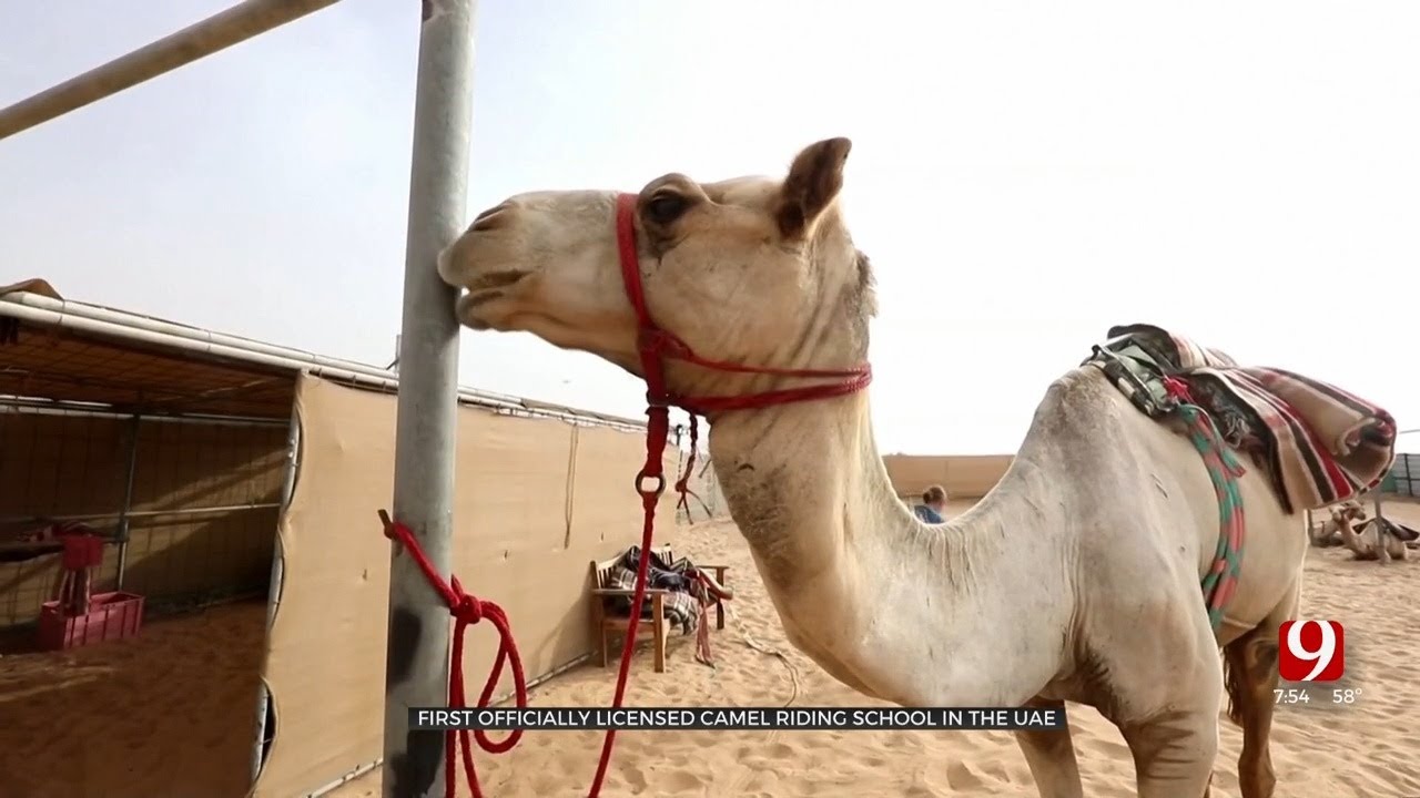 Camel Riding School In United Arab Emirates Lets People Learn Skill