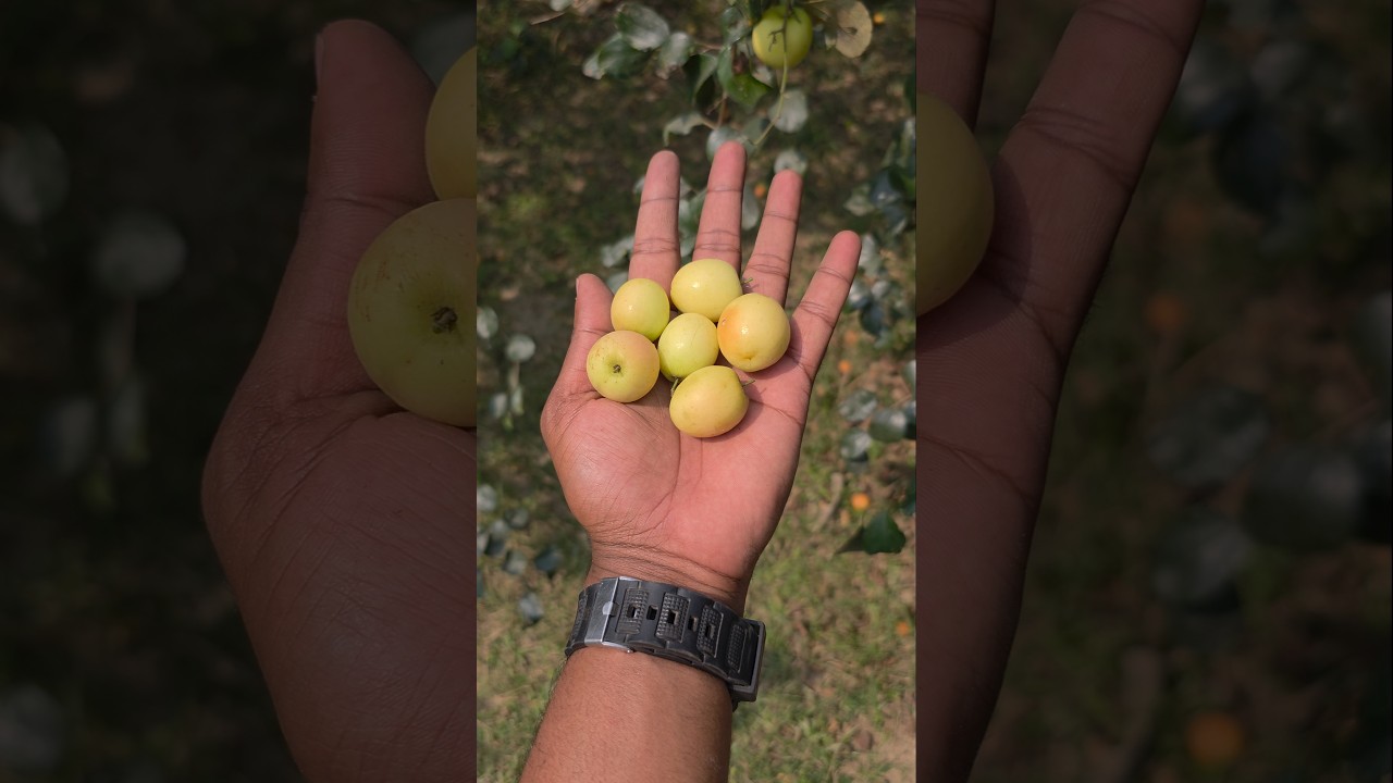 Traditional Village Apple Kul Harvest | Fresh Boroi From The Tree | Part 28