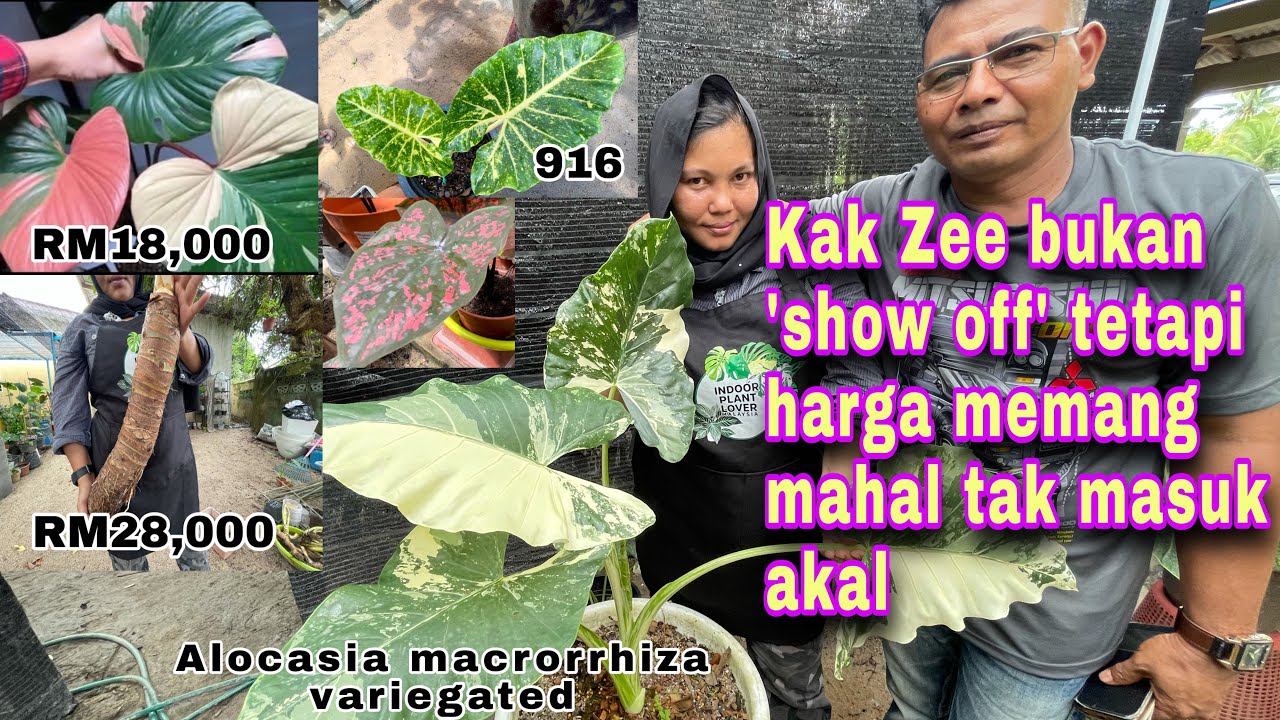 Modal RM2,000 untung RM6,000 penangan keladi kayangan, Kak Zee kongsi ilmu