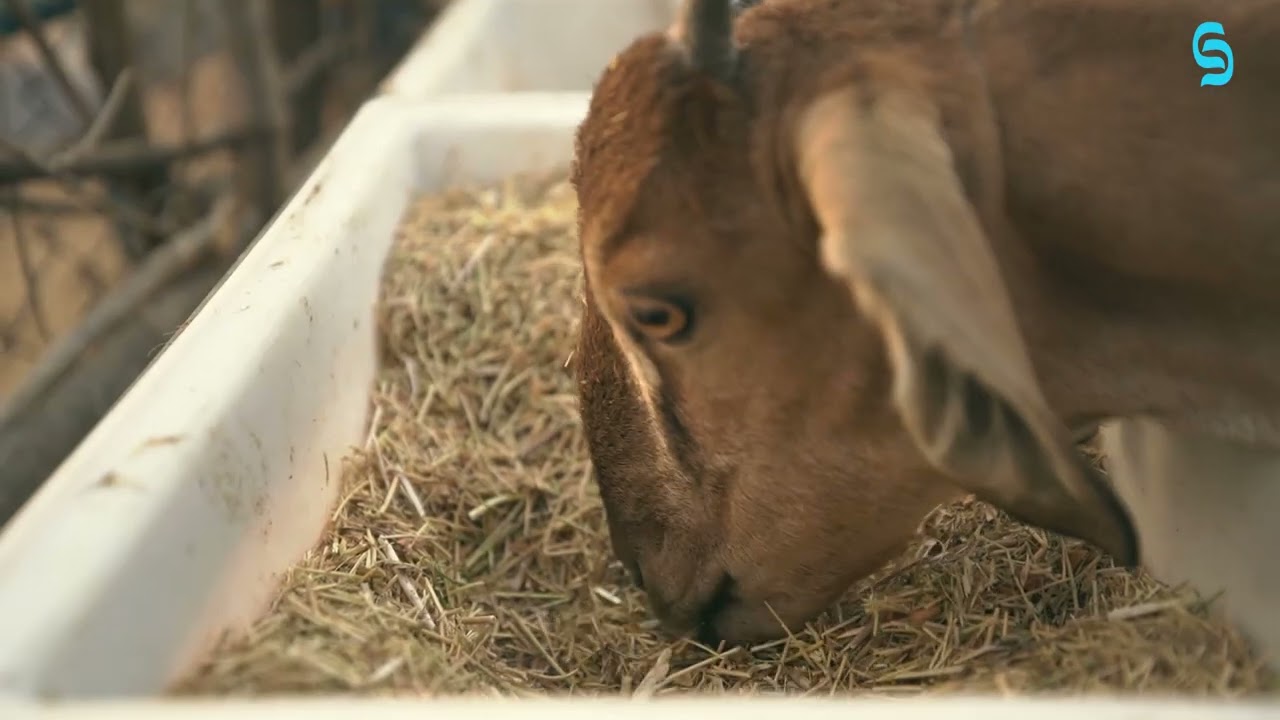 Feed Management in Goat Livelihood Program