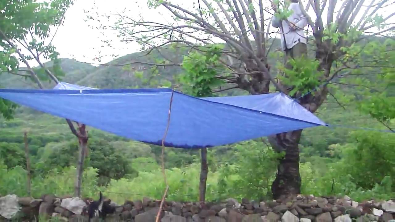 Harvesting Plums