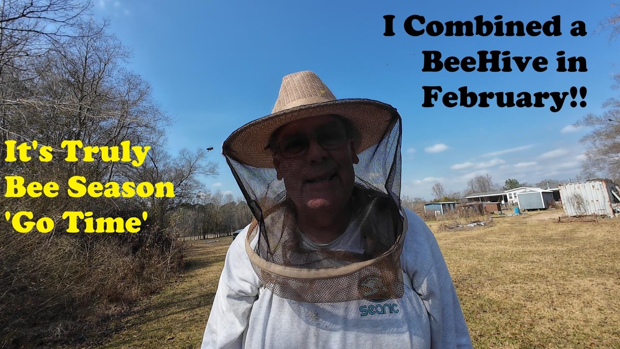 Growing Bees | Combine Bees, Save the Colony