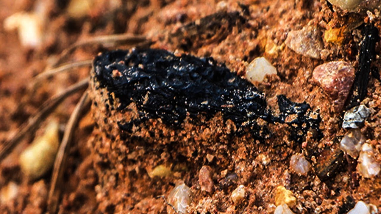 Finding Tektite crystal types | Rockhounding Tektites Mineral Monday