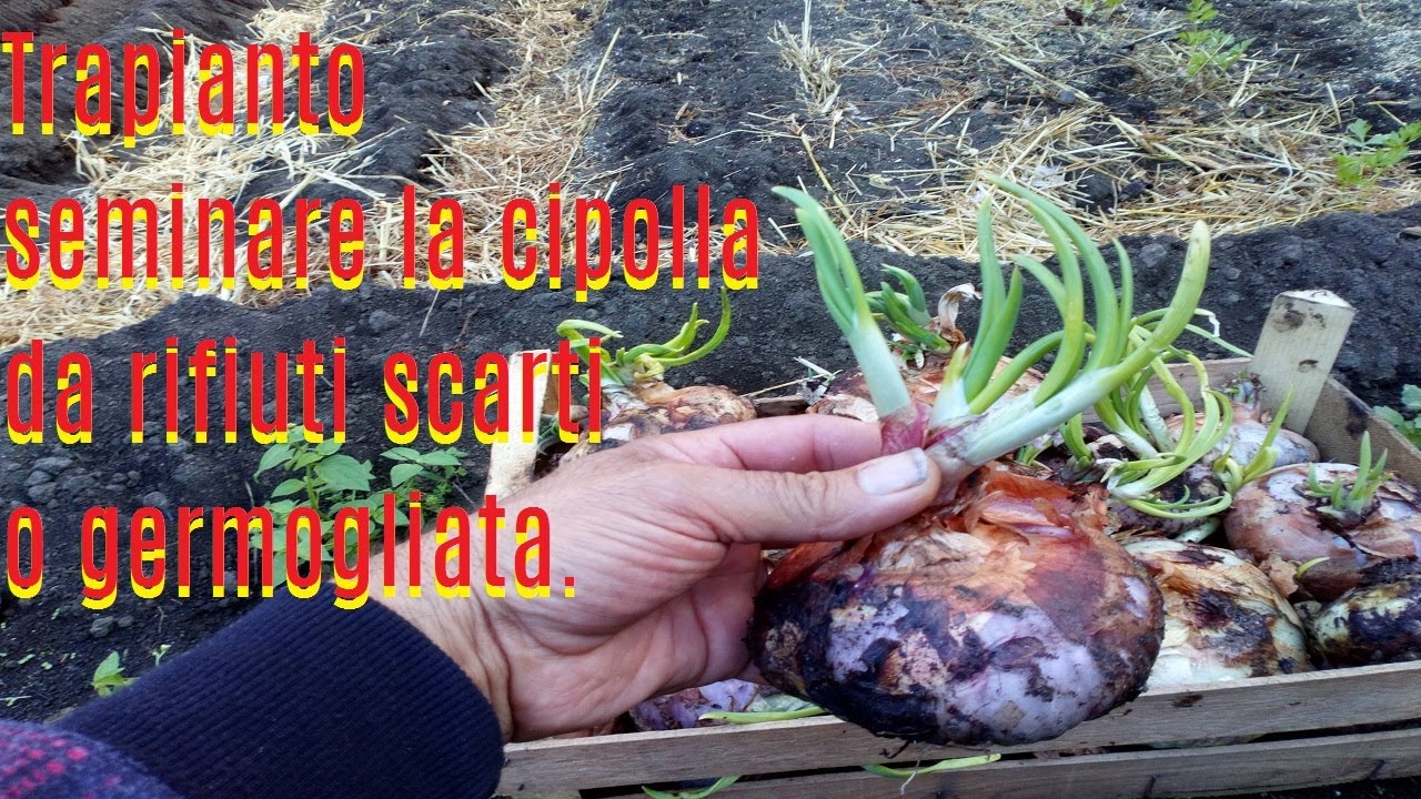Trapianto seminare la cipolla da rifiuti scarti o germogliata