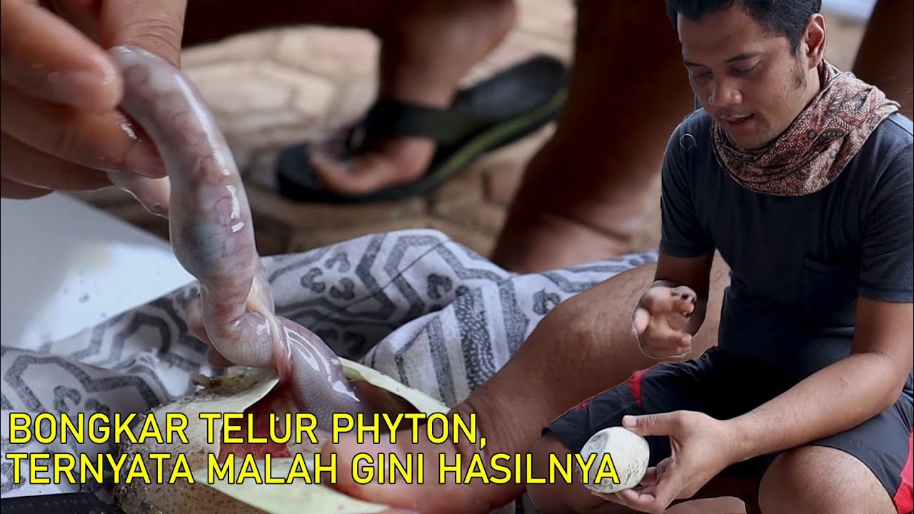 SAATNYA SOBEK TELUR DEWI PYTHON/TIGA TELUR TUMBANG
