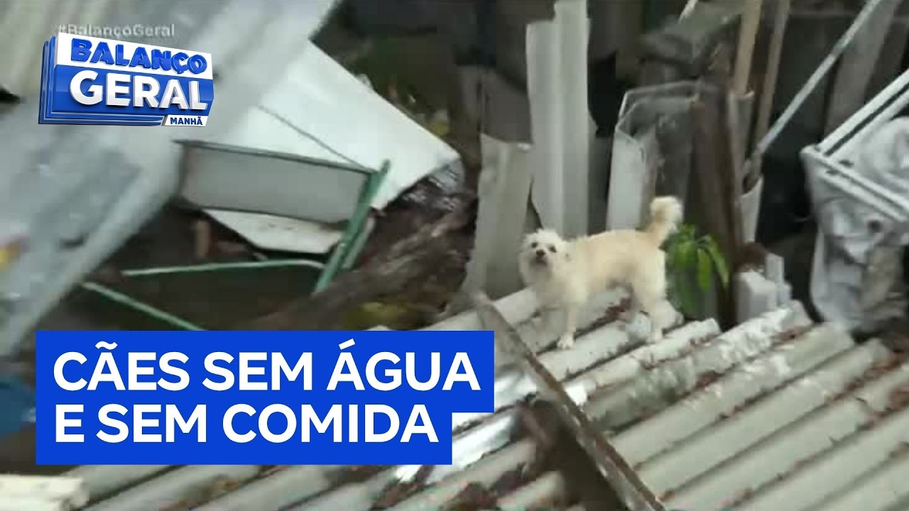 Moradores denunciam vizinha por maus-tratos a animais na zona leste de São Paulo