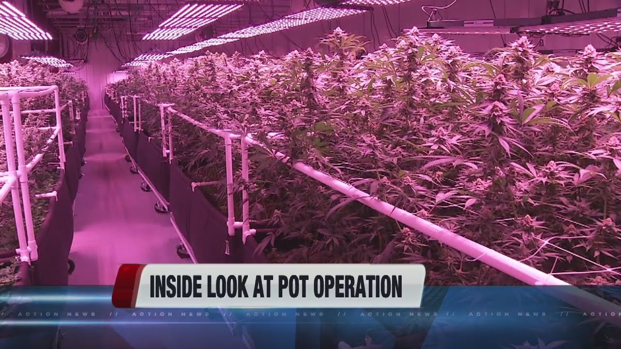 A look behind the scenes at Green Life Productions