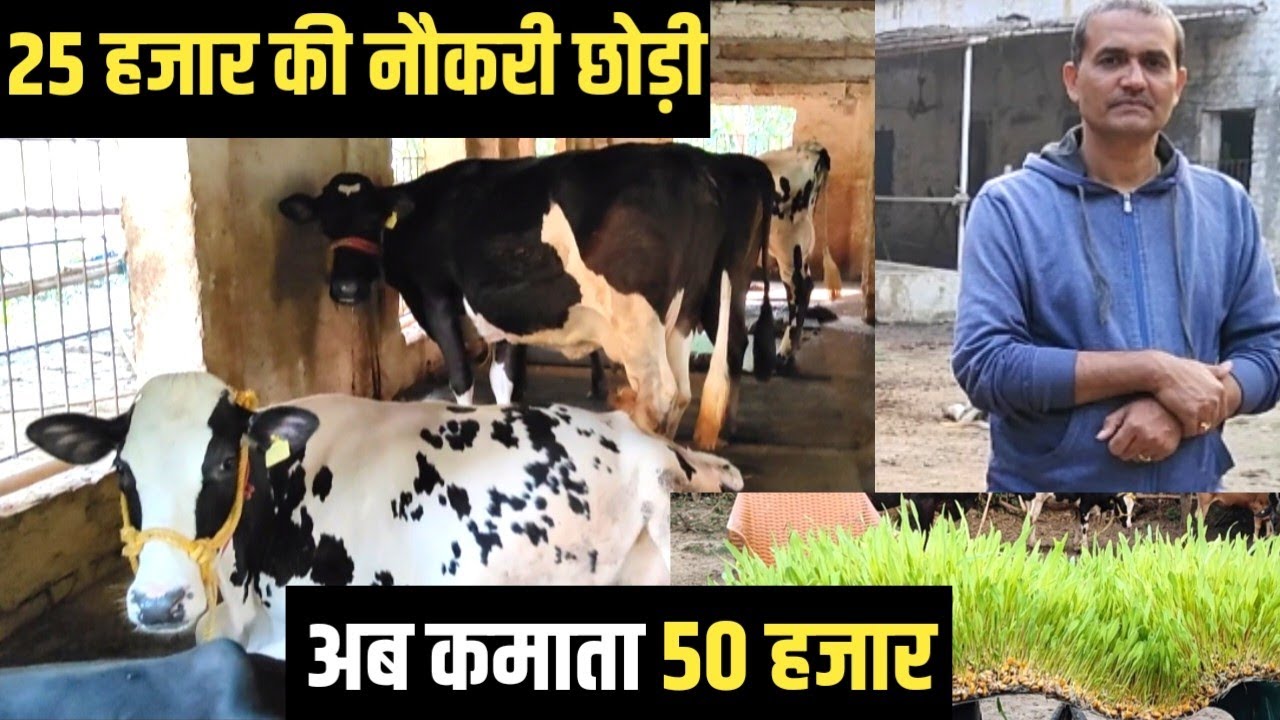 25 हजार की नौकरी छोड़ी, अब कमाता हूँ 50 हजार  | Dairy Farming In India