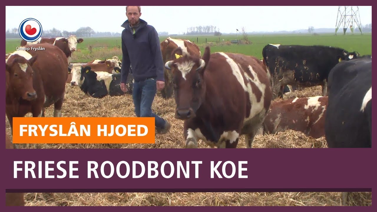 REPO: Het gaat slecht met zeldzame Friese Roodbont koe