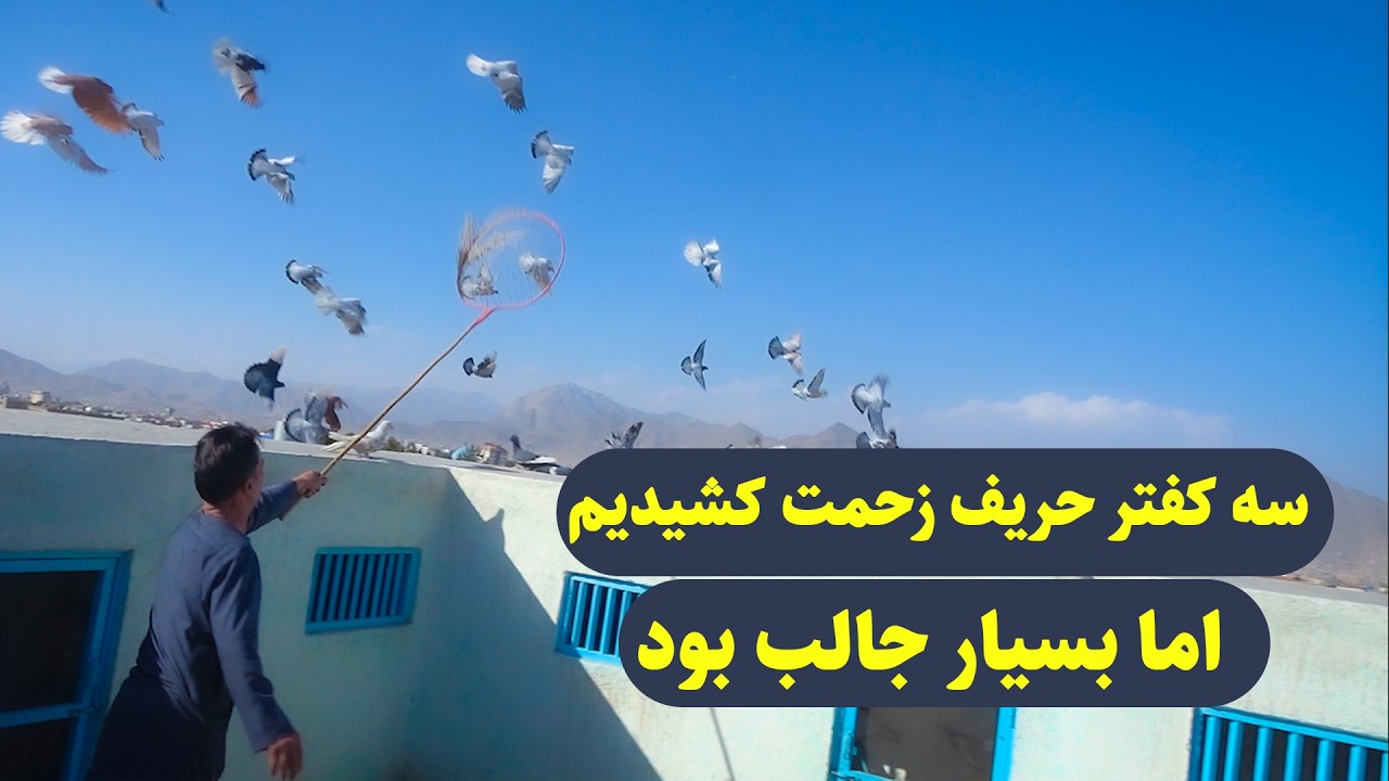 0457سه کفتر حریف زحمت کشیدیم اما بسیار جالب بودAfghan Shawqi