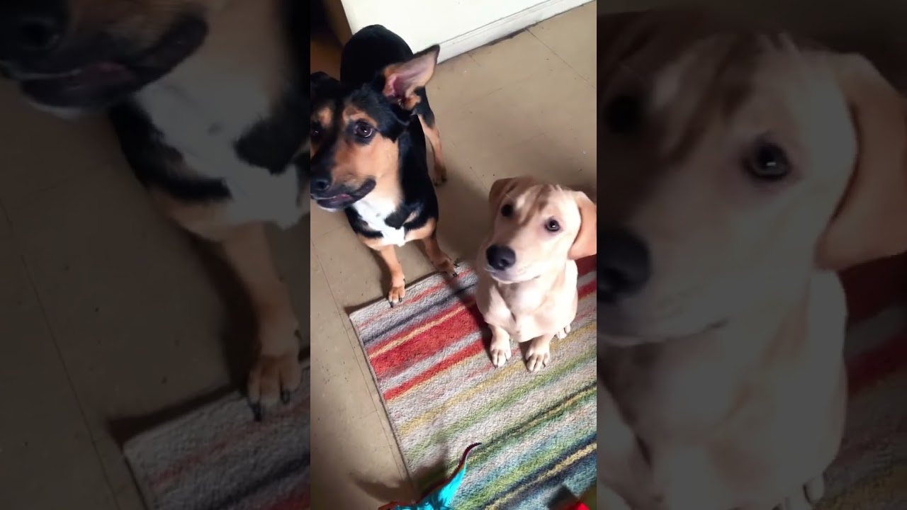 Puppies Reaction To Crying Dog Sounds 