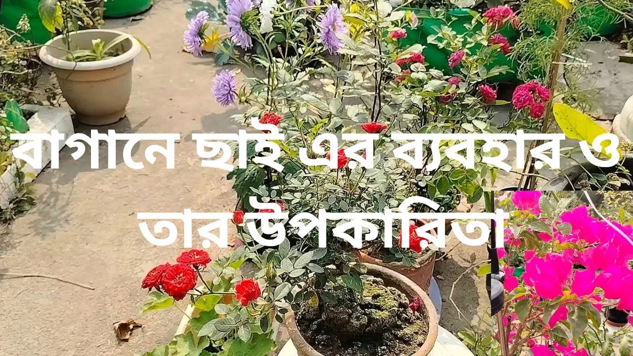 One thing mixed with ash will make the plants free from diseases and pests | #greenrooftop #garden