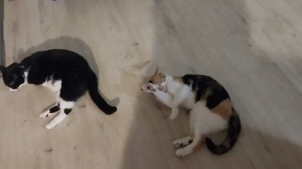 Cats vs. The catnip stash 🌿😻