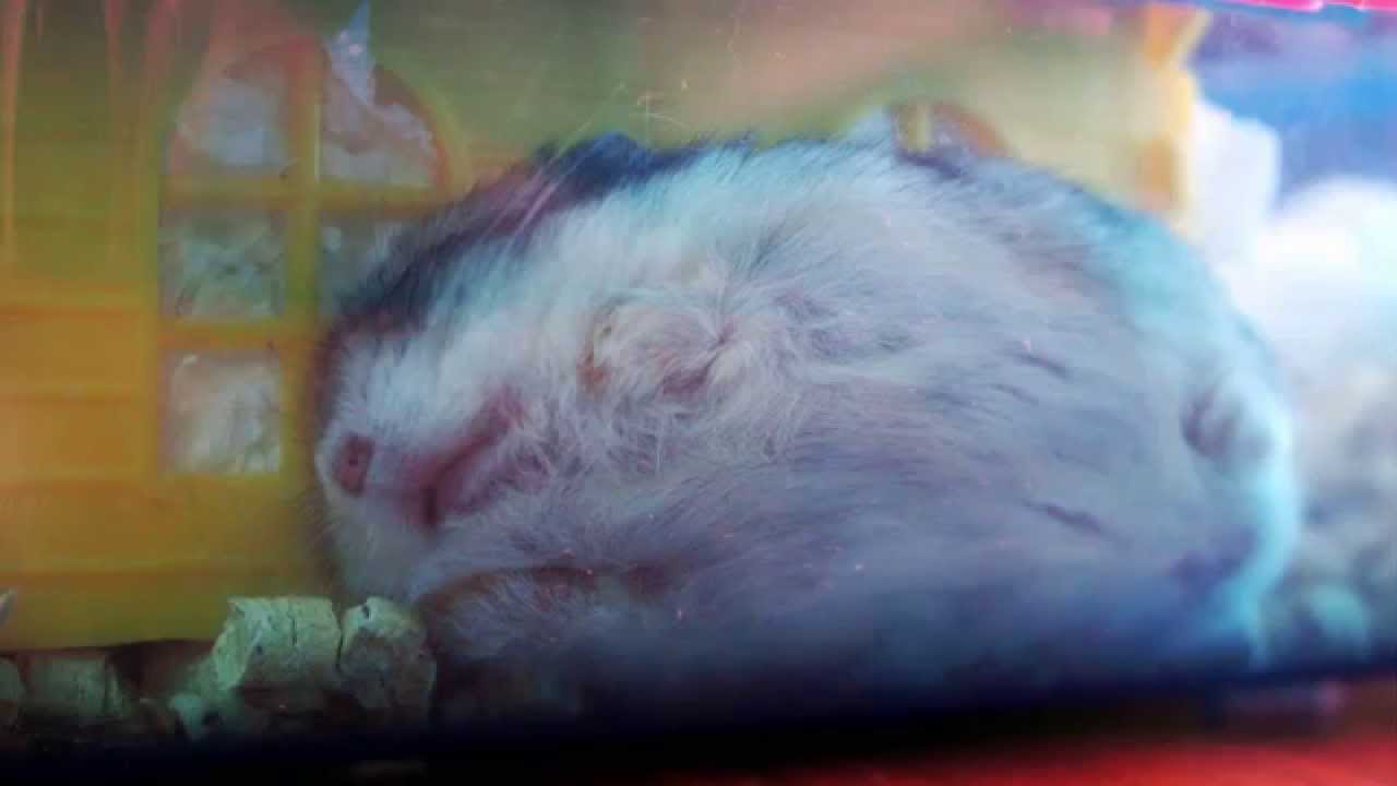 Tiny Hamster Funny sleeping poses