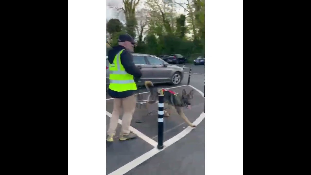 Mantrailing Ireland -  Explanation of one of our last session in mantrailing. Bies 14 months old GSD