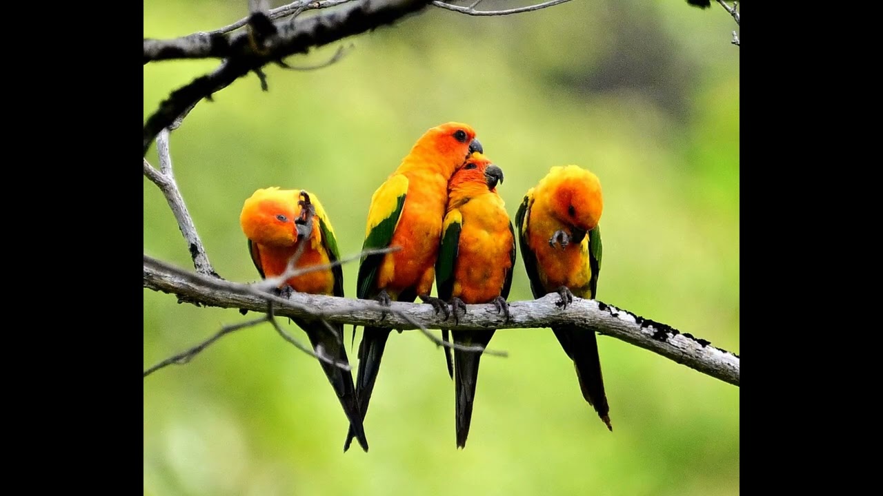 Birds of Guyana 11