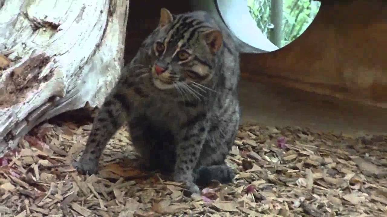 The Fishing Cats at the Munich Zoo - Raubkatzen - Fischkatzen - Leopard - Tierpark Hellabrunn