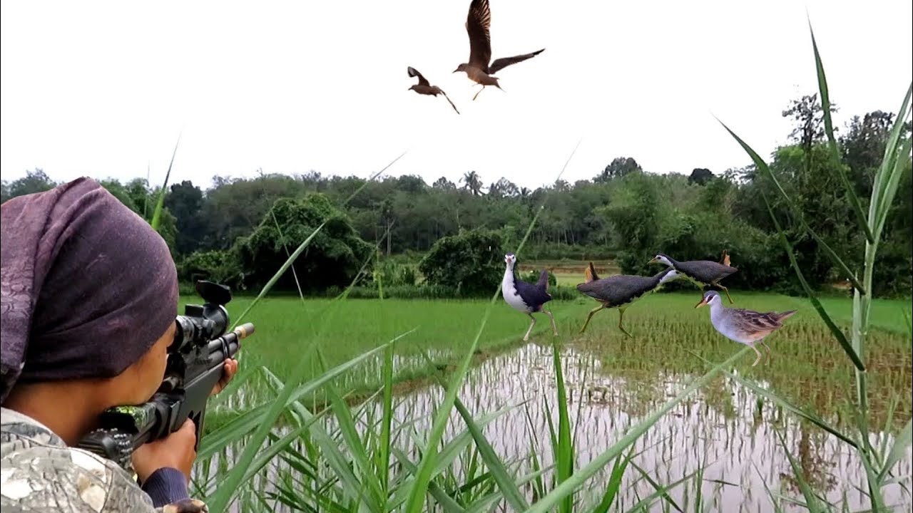 HUNTING‼️BIRD RUAK RUAK AT THE NEW PLANTED RICE SPOT