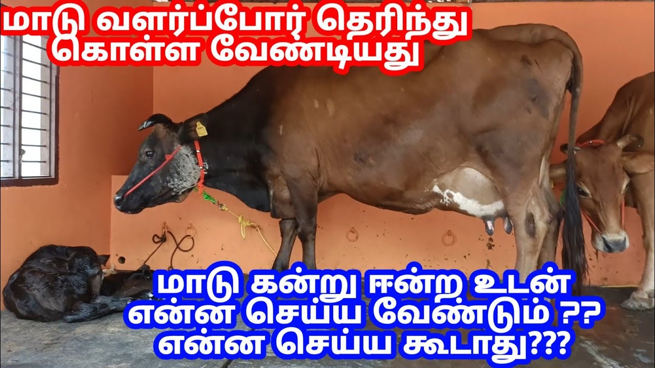 மாடு கன்று ஈன்ற உடன் என்ன செய்ய வேண்டும் ??? என்ன செய்ய கூடாது | kalnadai tholan | மாடு வளர்ப்பு