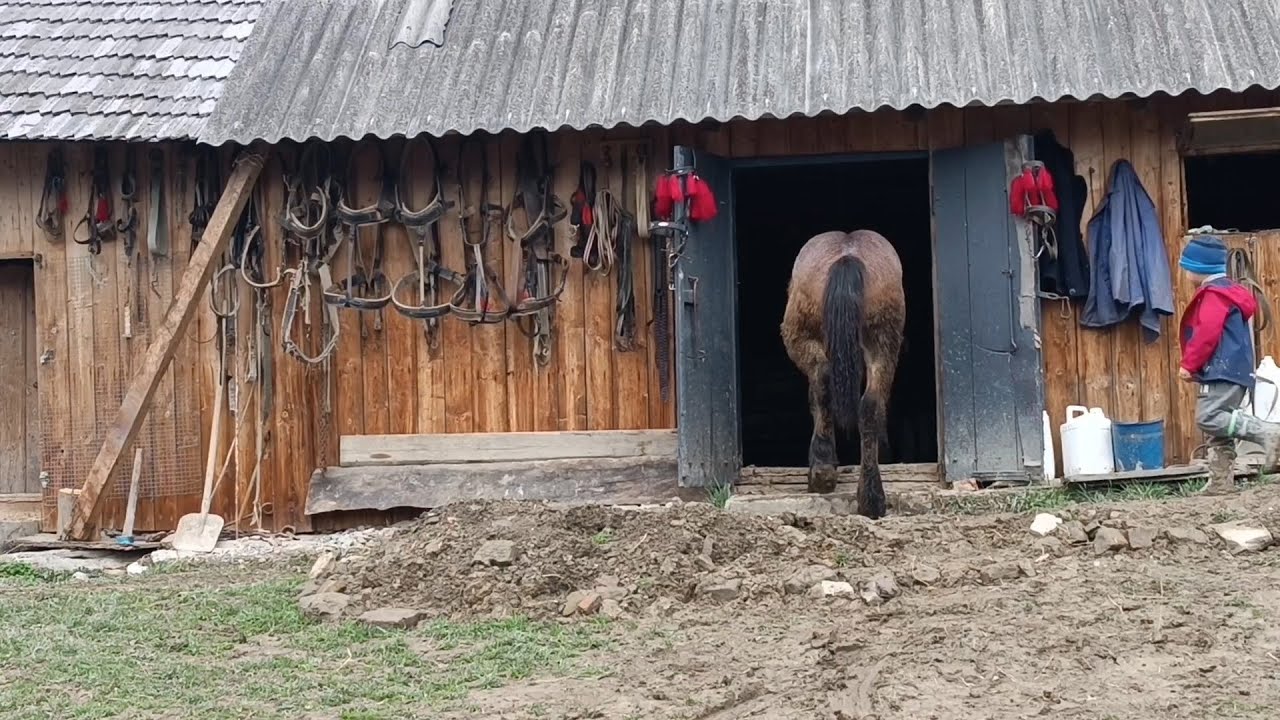 Як молодий фірман у горах утримує господарство коней🤗. Кінна амуніція. Коні в Україні.