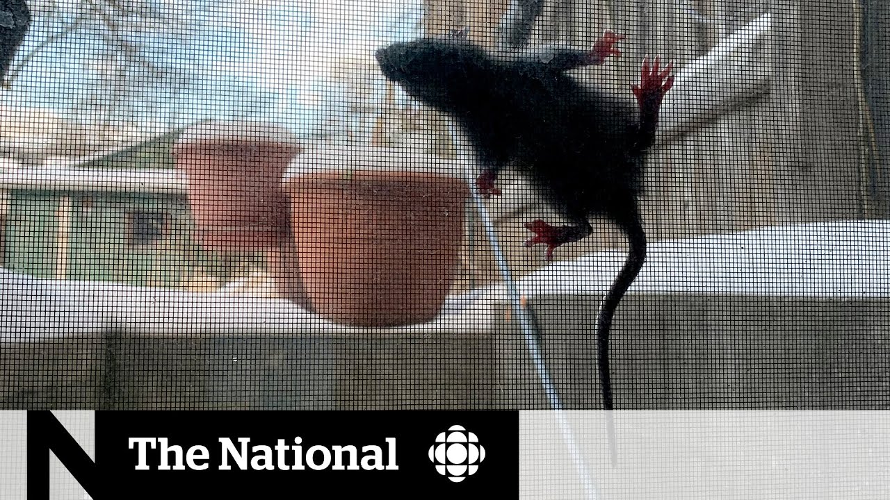 Pest control business booming during pandemic