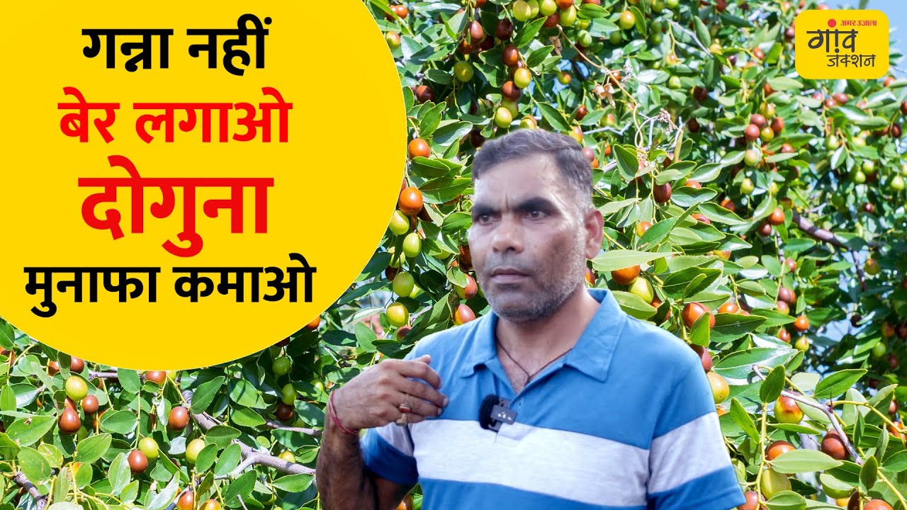 BER FARMING: गन्ने से ज्यादा फायदे की खेती! एप्पल बेर से लागत कम, लाखों की कमाई |Gaon Junction LIVE