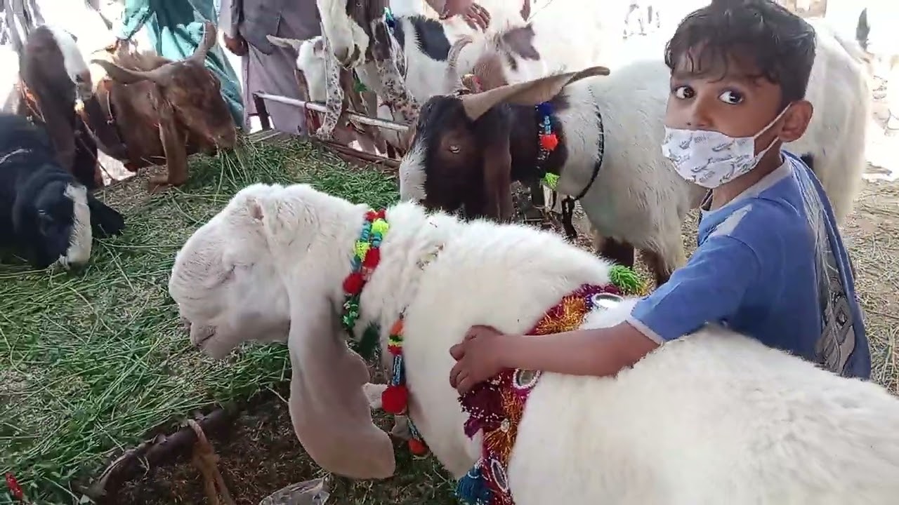 Quetta bakra mandi 2024 mashriqi bipas