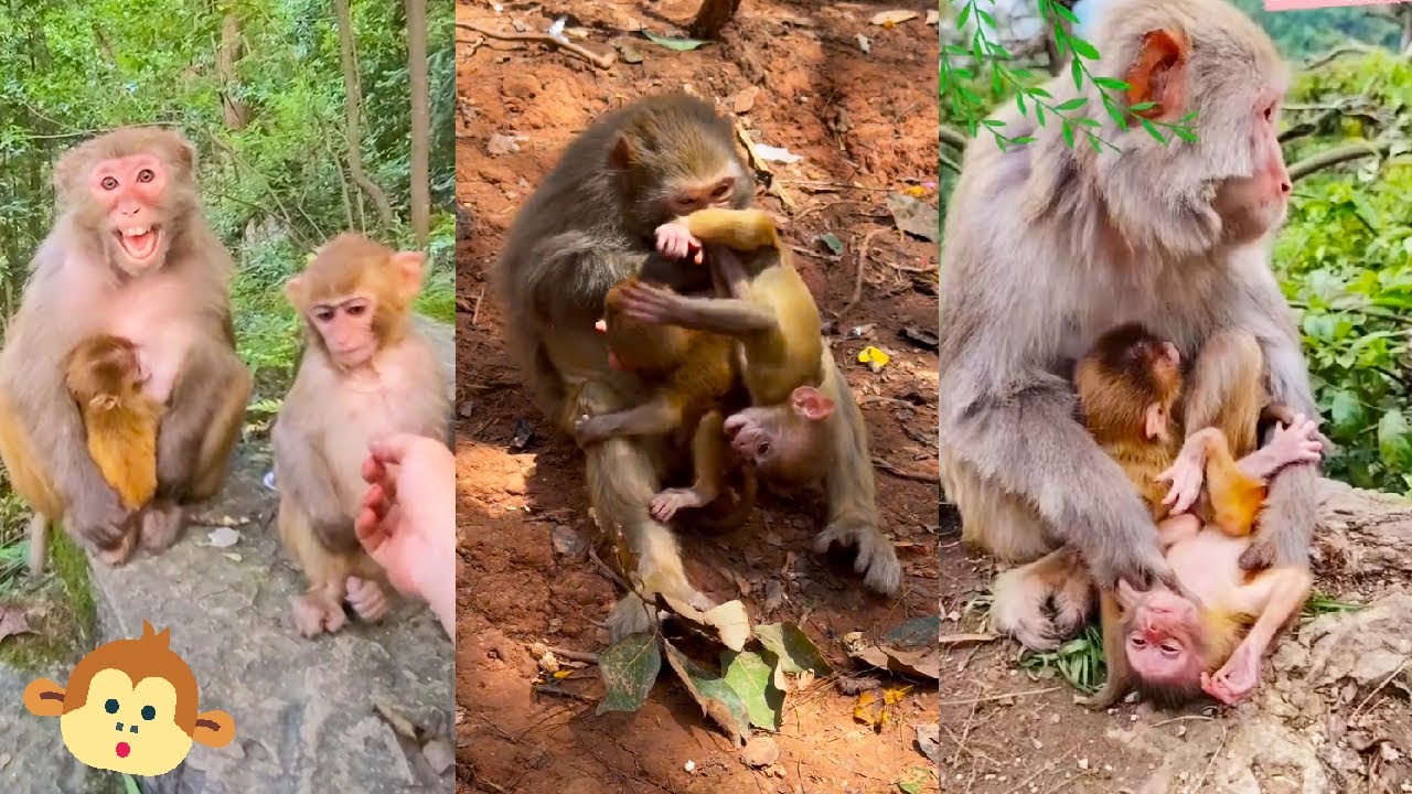 The mother monkey has two children, which one does the mother monkey love more?