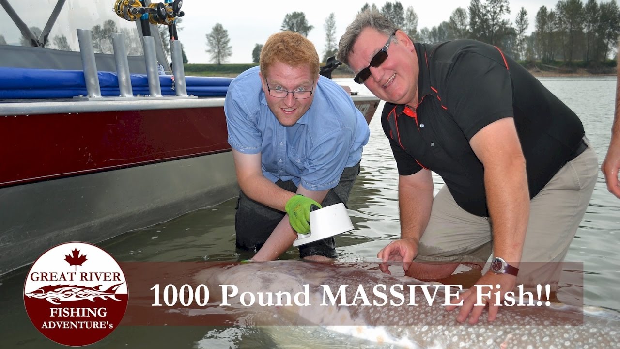 Great River Fishing: Group of Anglers Catch a White Sturgeon on the Fraser River Fishing