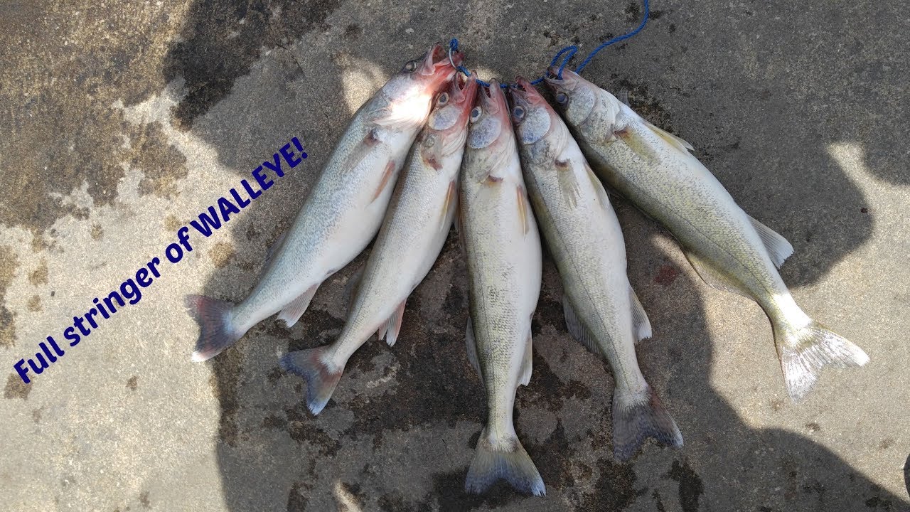 Catching a LIMIT OF WALLEYE from SHORE (Lake Erie)