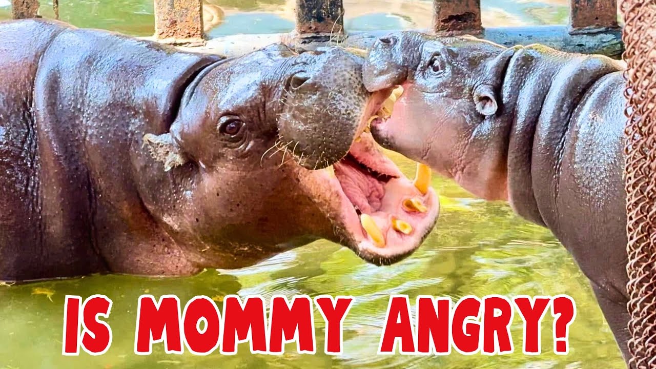 Angry Moo Deng? The Cutest Hippo's Daily Life at Khao Kheow Zoo #moodeng #หมูเด้ง