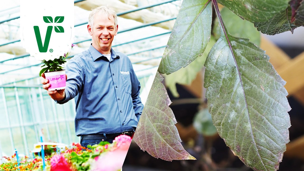 Was ist Mehltau? / Mehltau vorbeugen und bek&auml;mpfen - Volkers Gartenwissen