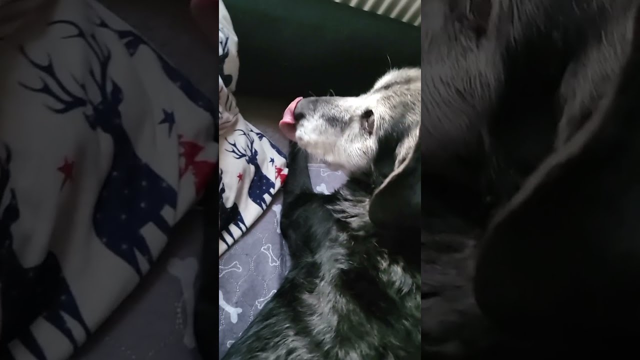 Dona wacht auf 27.2.26