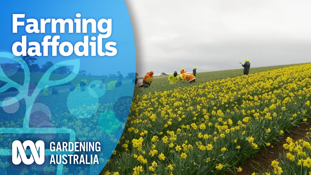 Exploring Australia's largest family-owned daffodil farm | My Garden Path | Gardening Australia