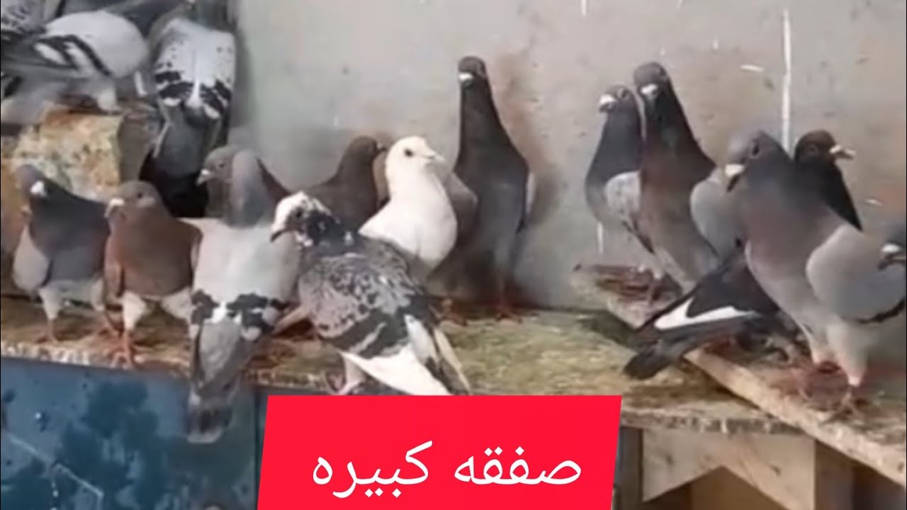 متاح شحنة حمام لسة واصلة قنابل متاح ٣٥ جوز زاجل مستوي عالي ودم قوي 