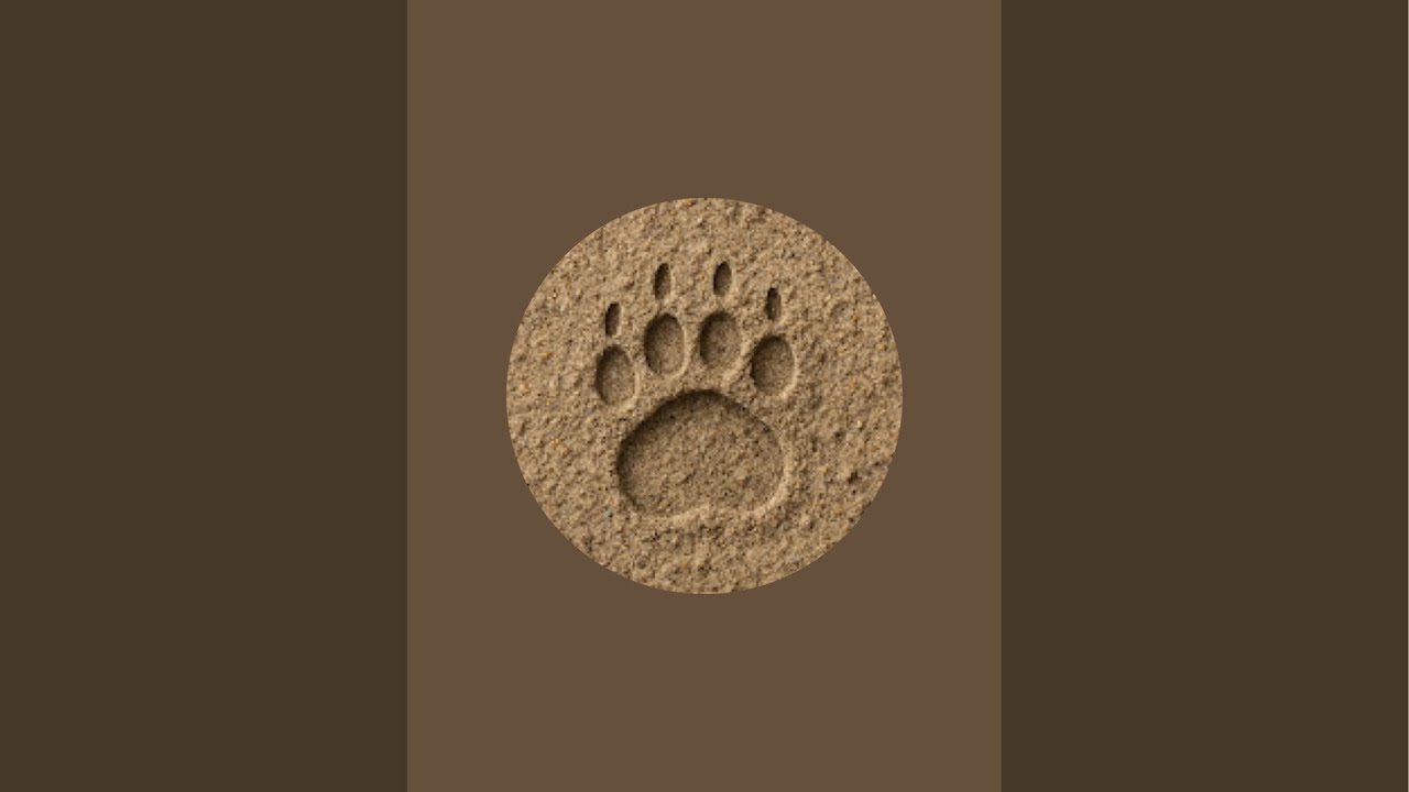 Kitty Cam Live 🐱📚 | Cozy Little Bear Storytime & Cat Relax Stream #KittyCam #CatLiveStream #live