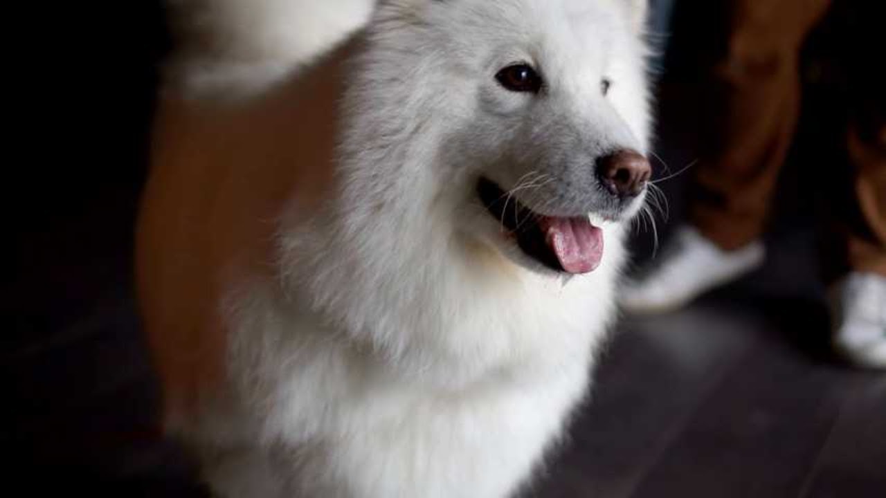 The Charming Indian Spitz: A Furry Tale 
