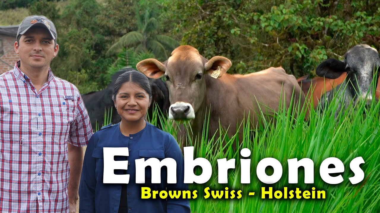 Vacas Donadoras de Embriones en el Criadero Don Apa 🐄🐂