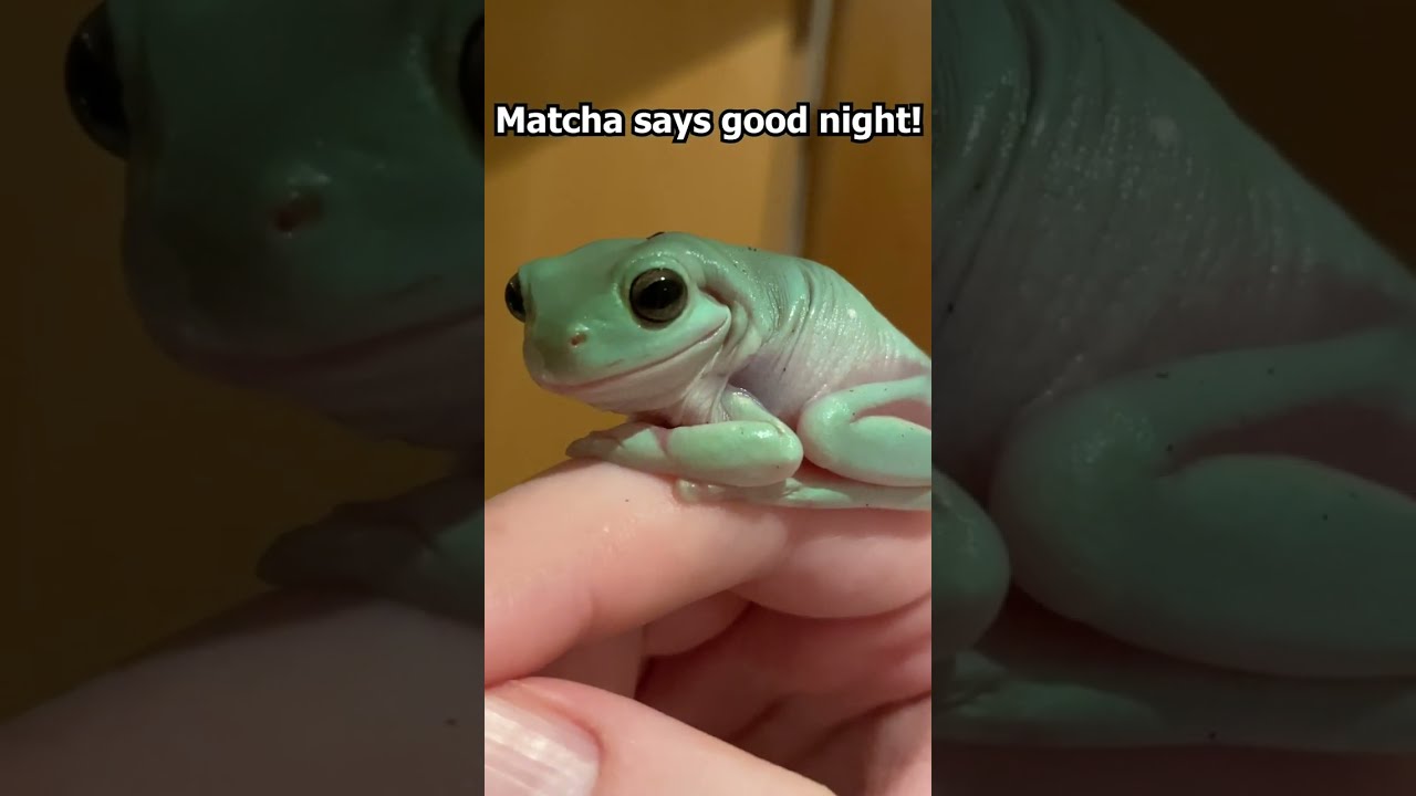 Frog looks at camera! 🐸