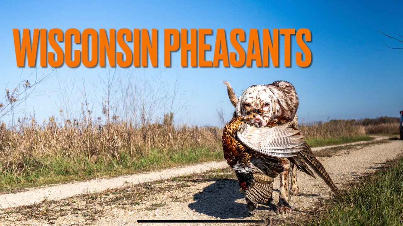 Wisconsin Pheasant Opener 2025 | Rough Start but High Hopes Ahead (AKA South Dakota)