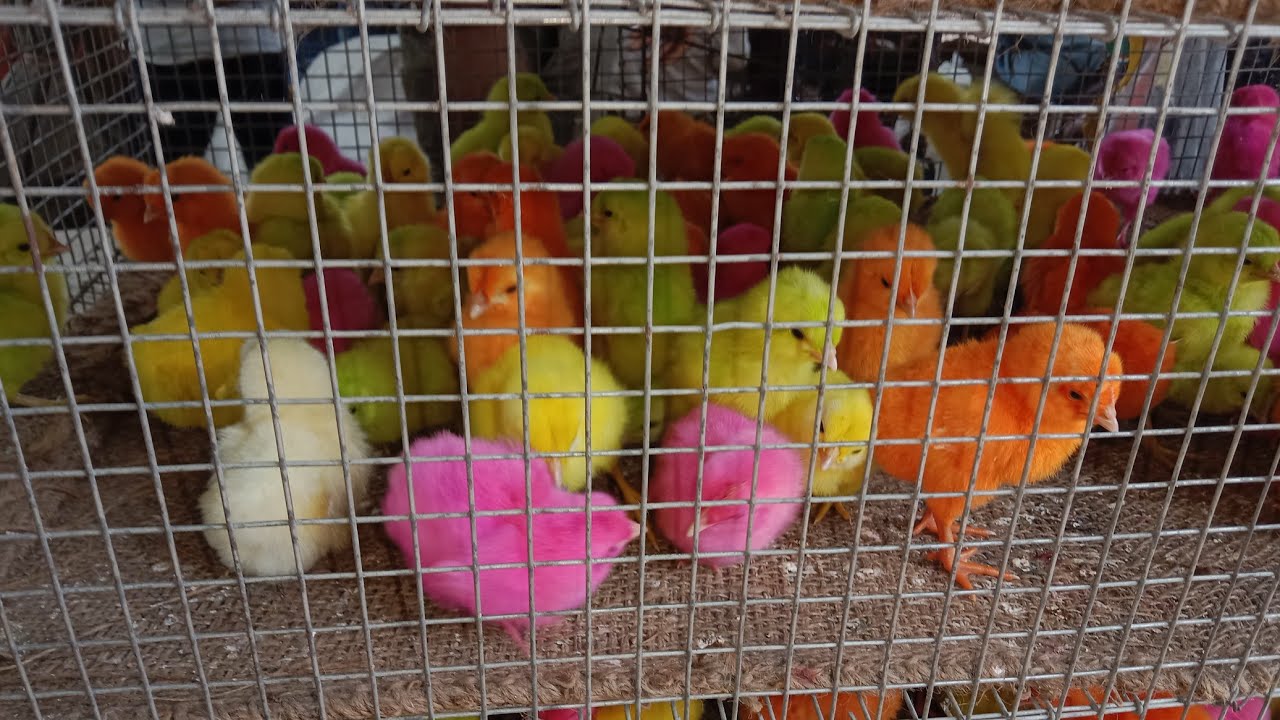Ahmedabad Rewari Bajar /   Sunday Market ||  majedar videos  Badri murge kabutar Bakre majedar🕊🐥🐇