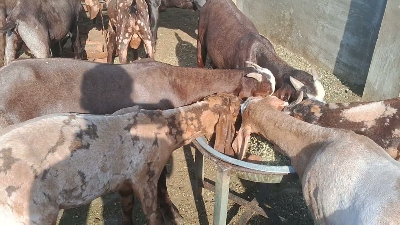 15000 se start h सबसे सस्ते bakre सिरोही नस्ल की azlaan goat world bikaner #goat #goatfarming 