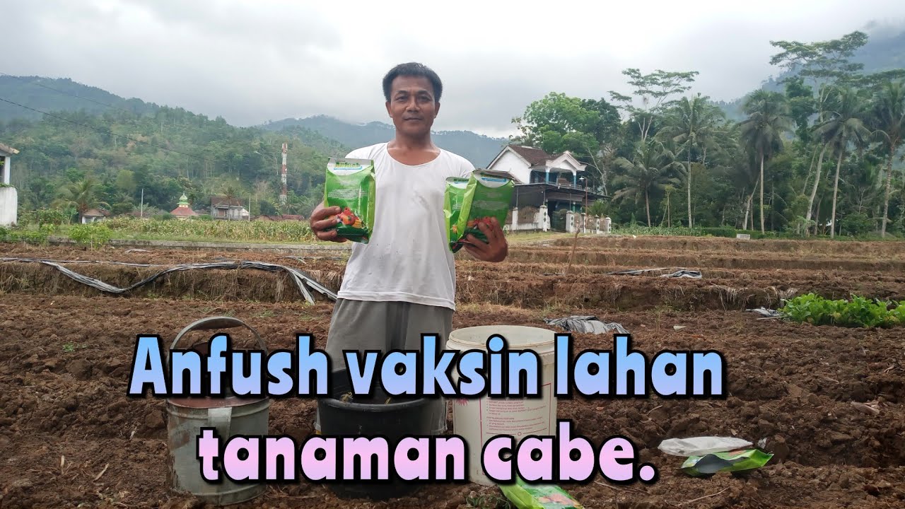 Anfush vaksin Lahan Tanaman Cabe.