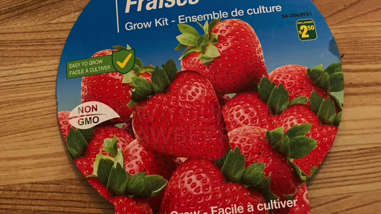 Strawberry Kit Tips: Grow Like a Pro!