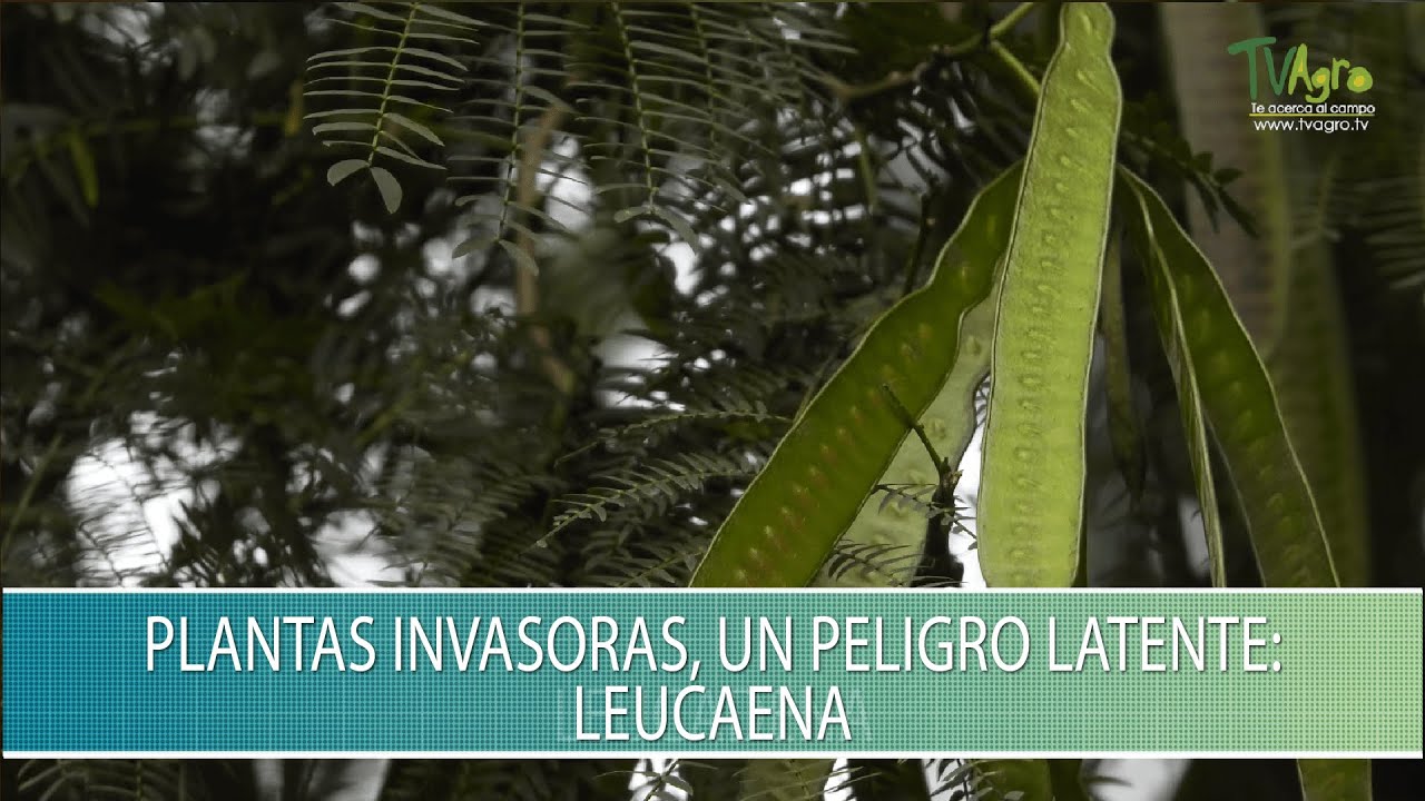 Plantas invasoras, un peligro latente: Leucaena - TvAgro por Juan Gonzalo Angel Restrepo