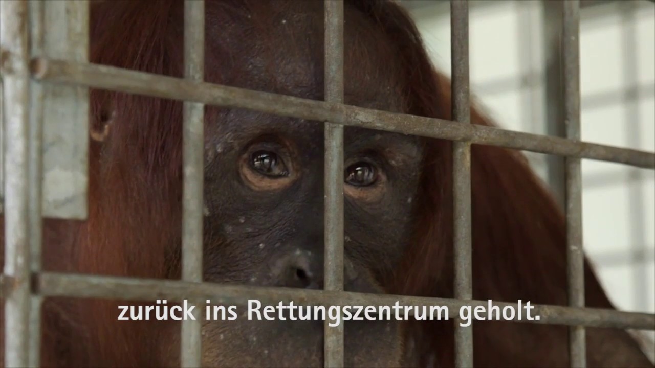 Clara und Clarita  | BOS | orangutan.de