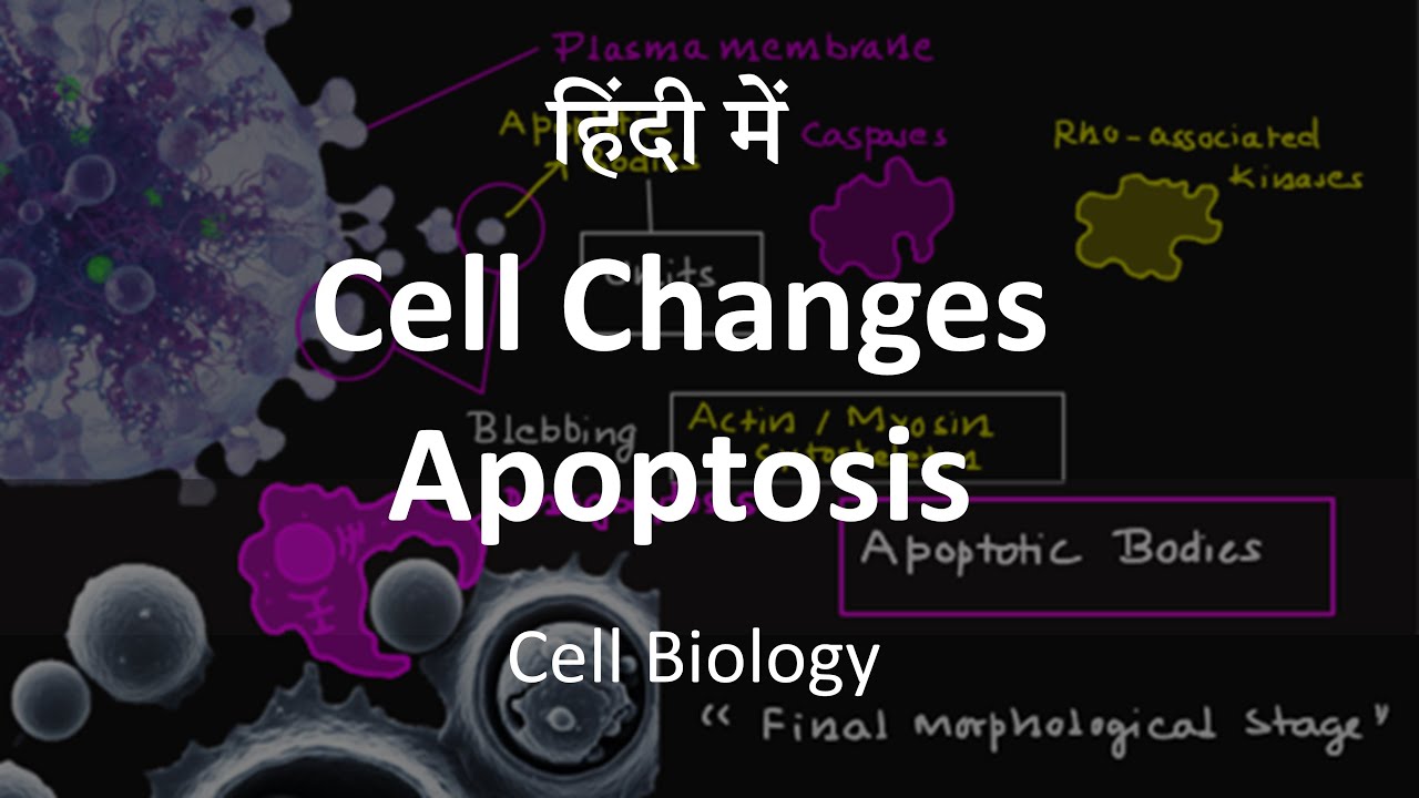 Morphological Changes in Apoptosis in Hindi | Hindi Cell Biology | Basic Science Zone